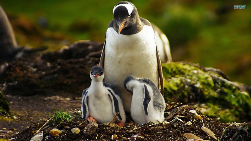 Penguin family on a nest