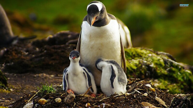 Penguin family on a nest