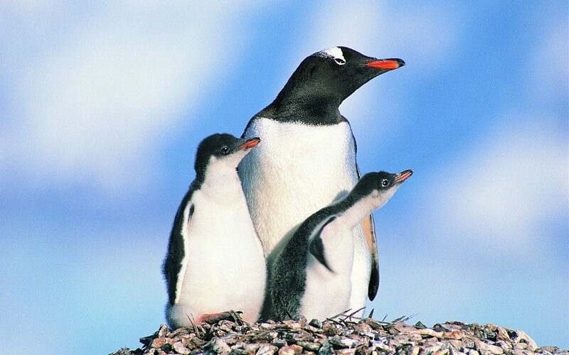 Penguin family on a rock
