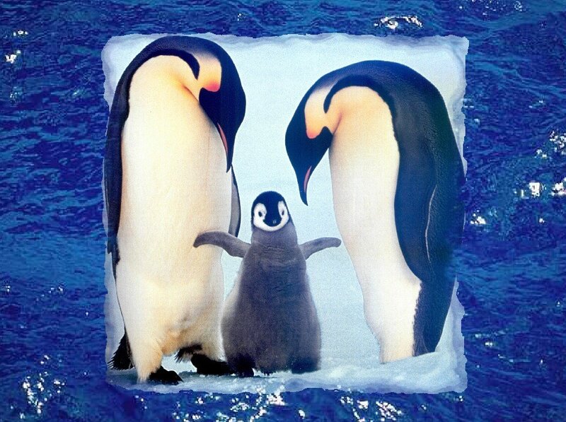 Penguin family on ice