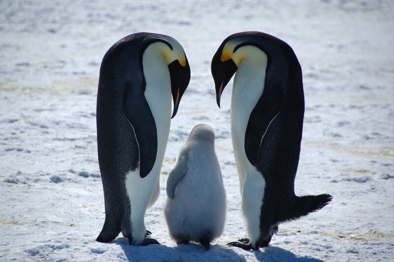Penguin family on ice
