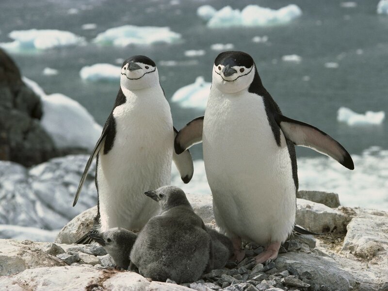 Penguin family on rocky shore