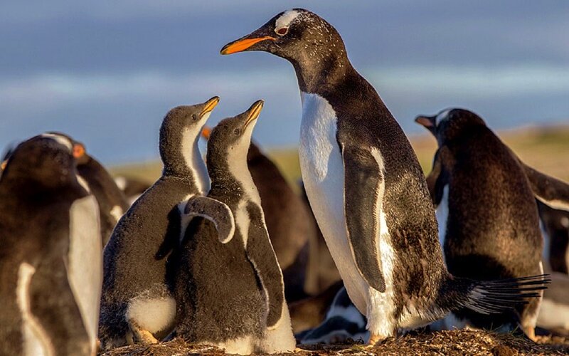 Penguin Family on Shore