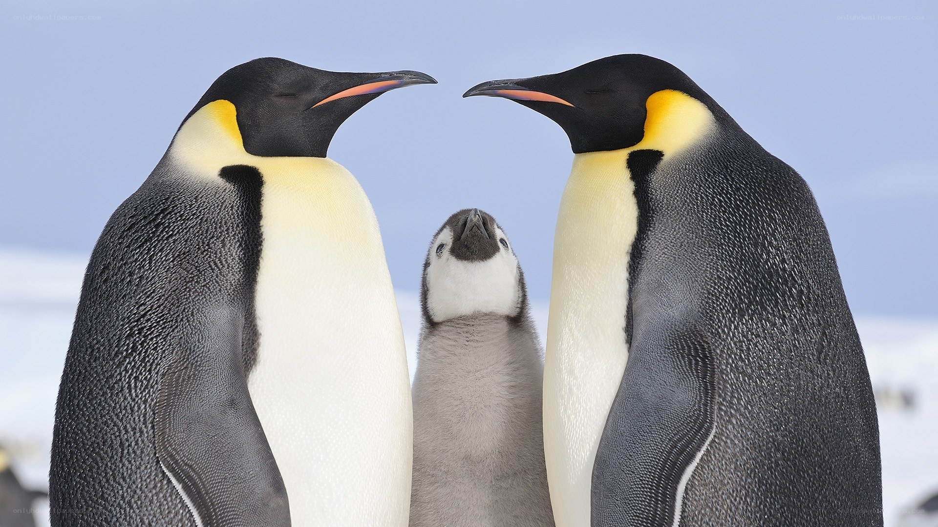 Penguin family portrait