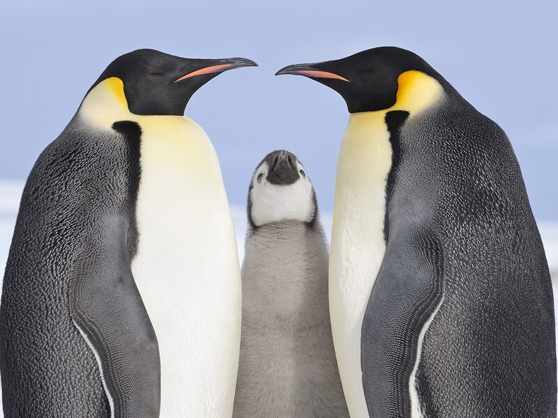 Penguin family portrait