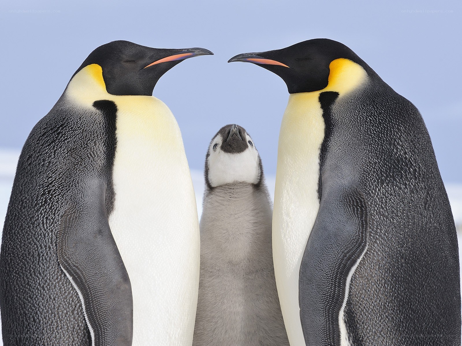 Penguin family portrait
