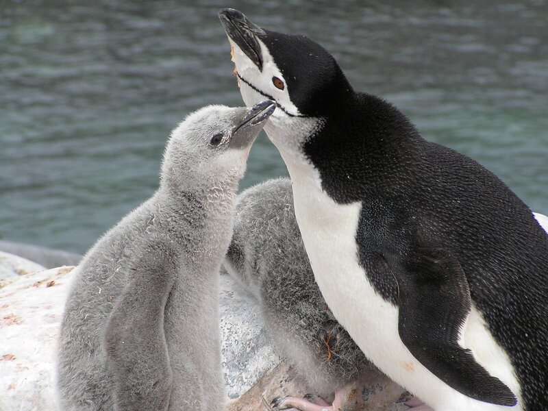 Penguin feeding its chick