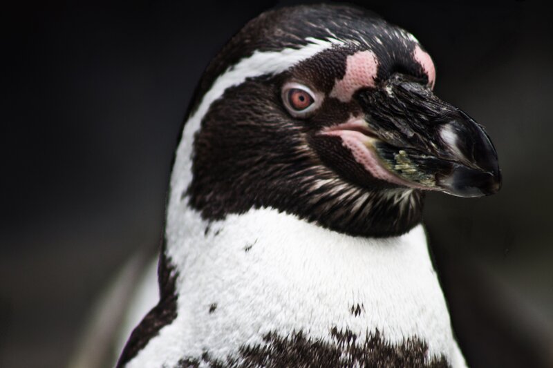 Penguin Head Close-up