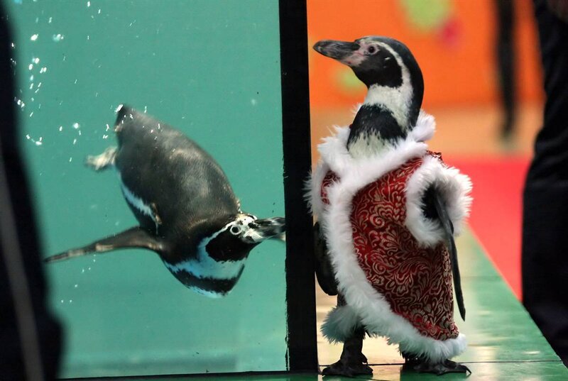 Penguin in a costume