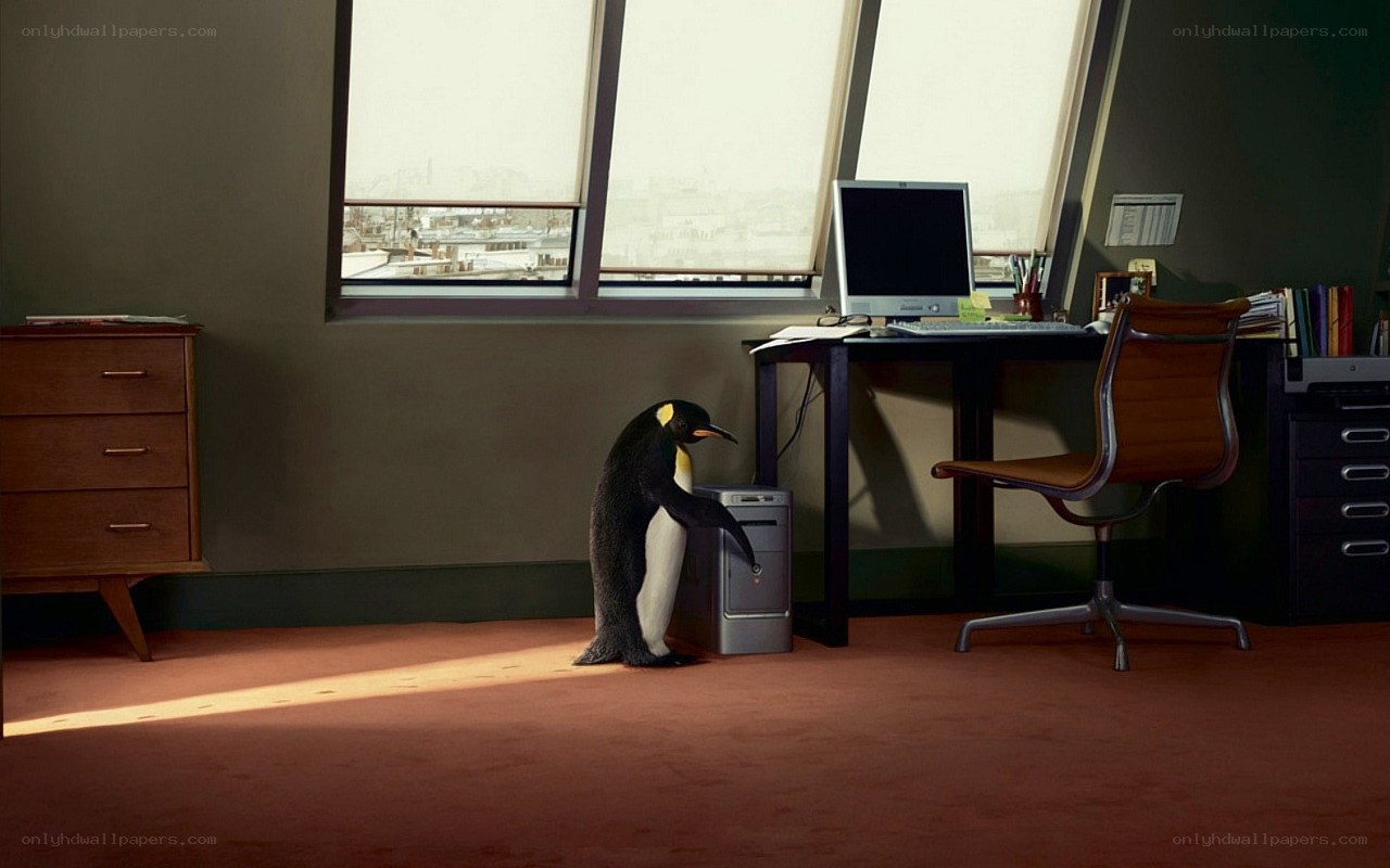 penguin in an office
