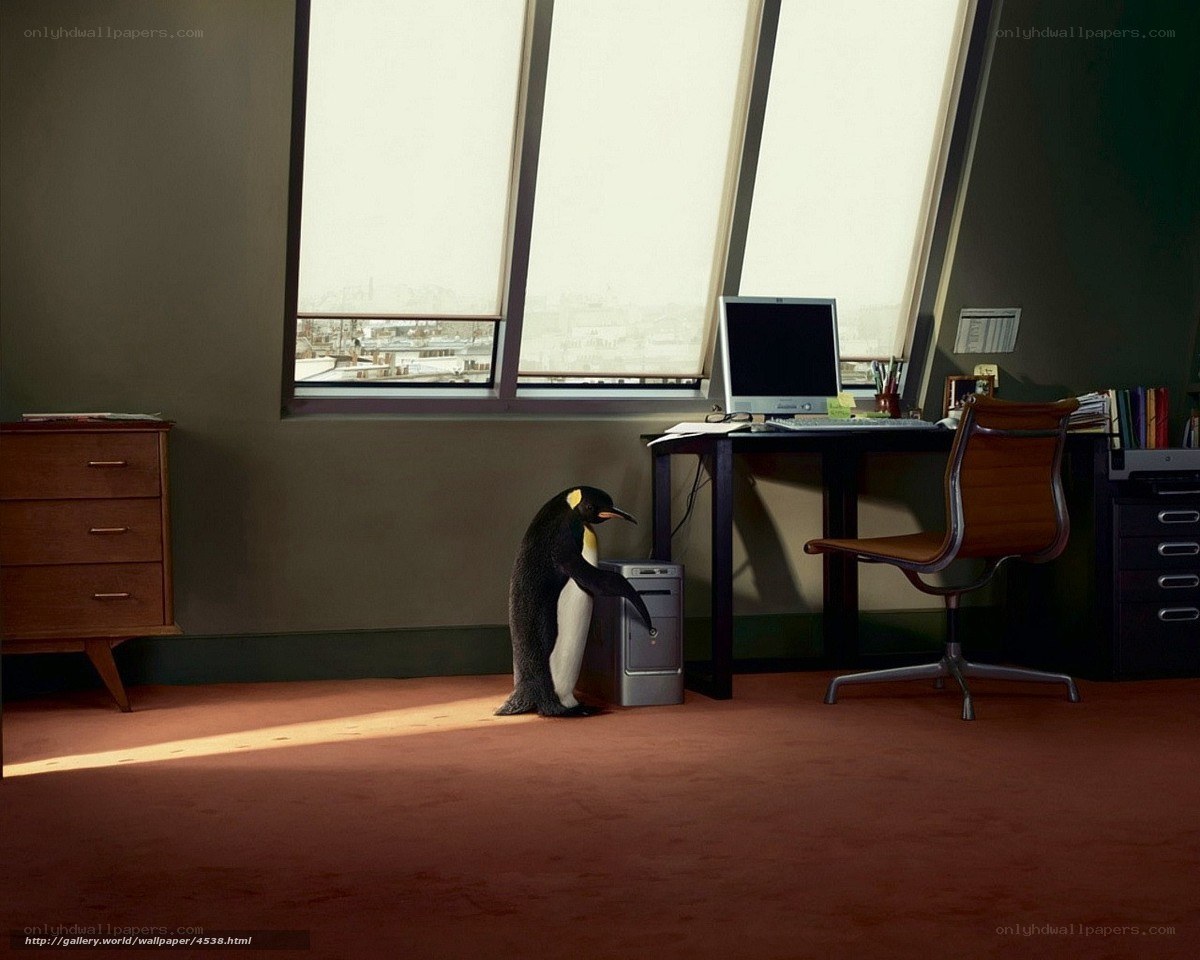 Penguin in an office