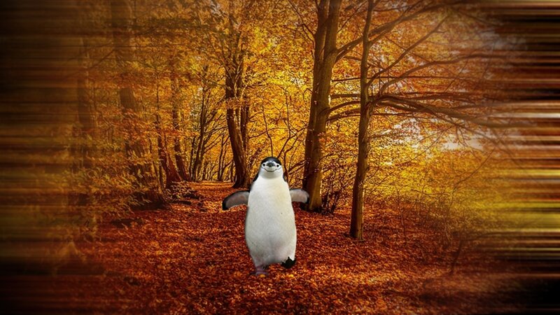 Penguin in Autumn Forest