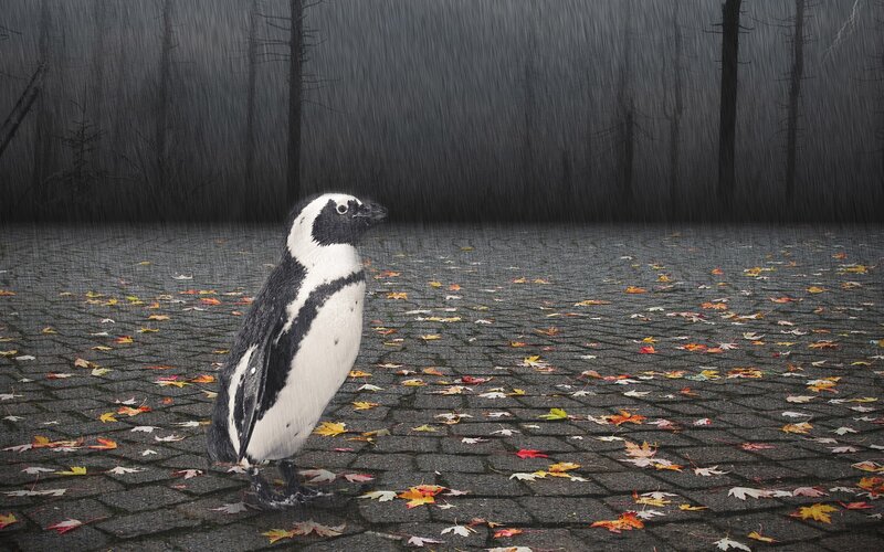 Penguin in autumn rain