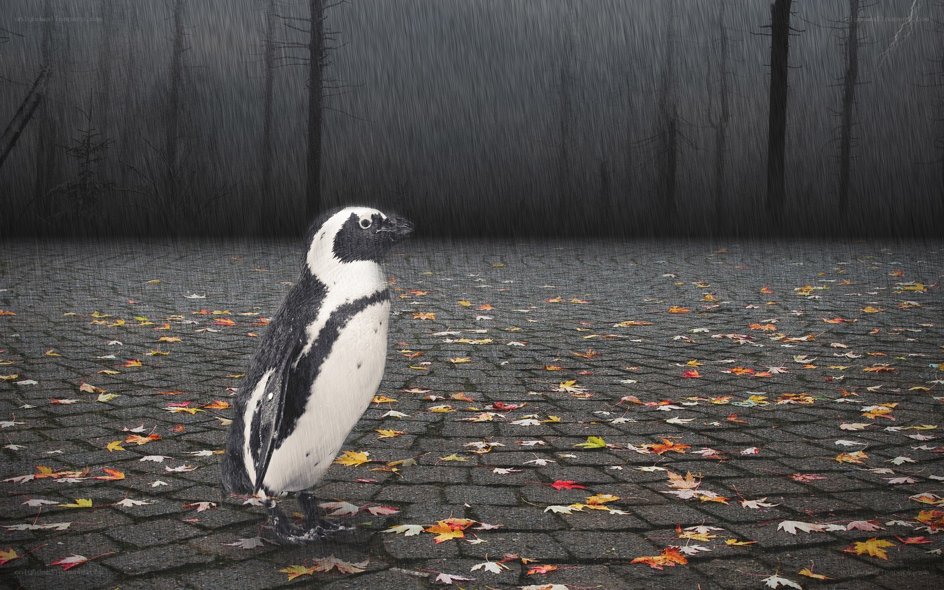Penguin in autumn rain