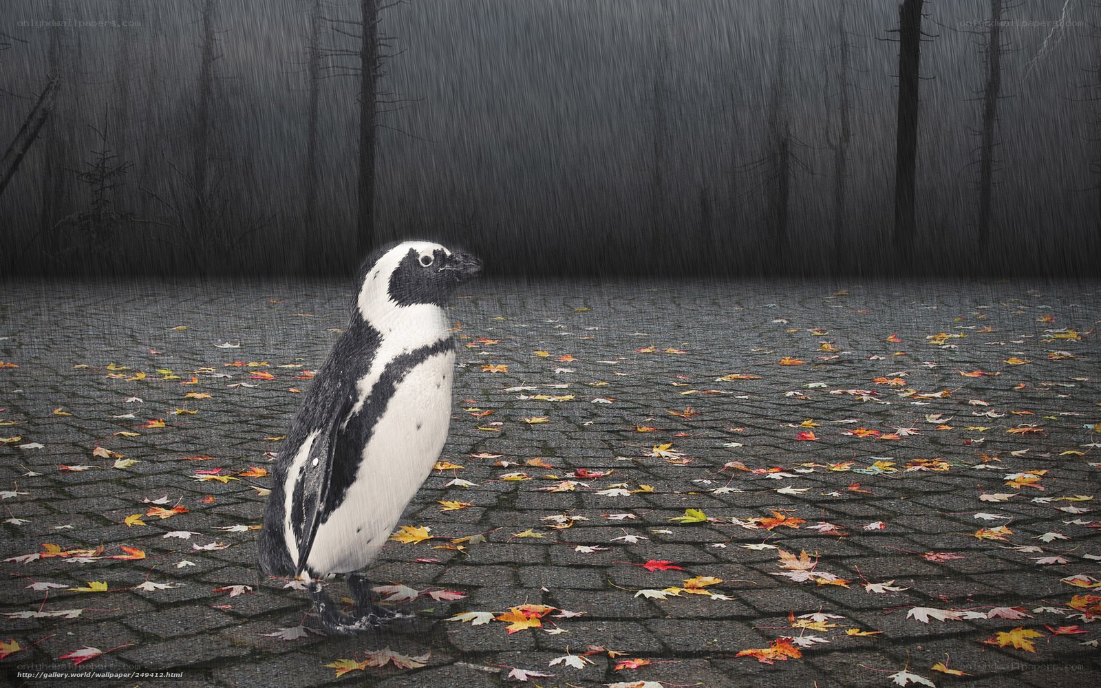 penguin in autumn rain