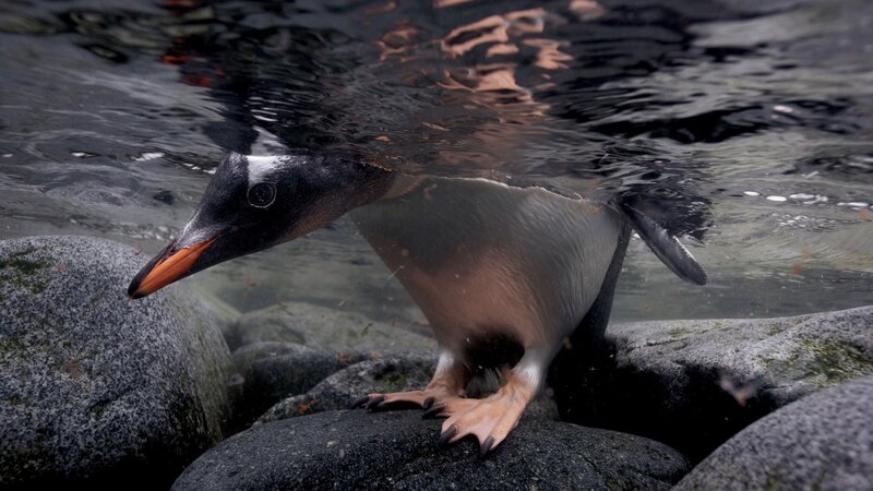 Penguin in shallow water
