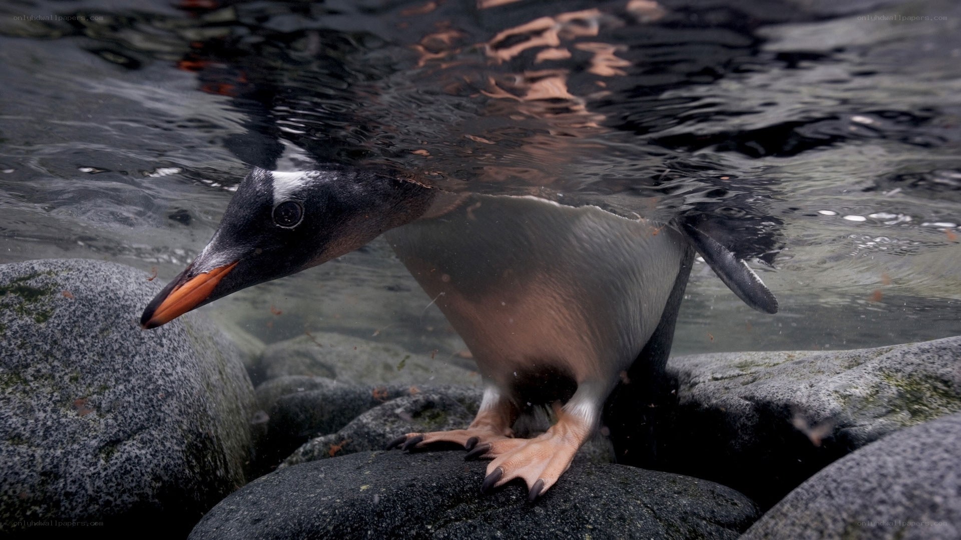 Penguin in shallow water