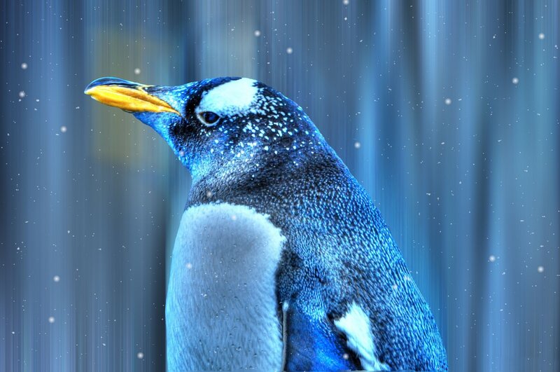 Penguin in Snow — Blue, Cold