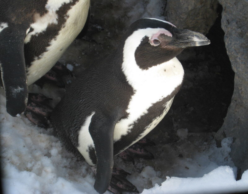 Penguin in Snow