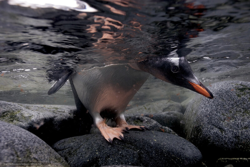Penguin in Water — Black