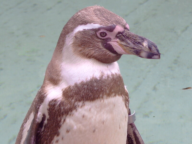 Penguin in Water — Brown