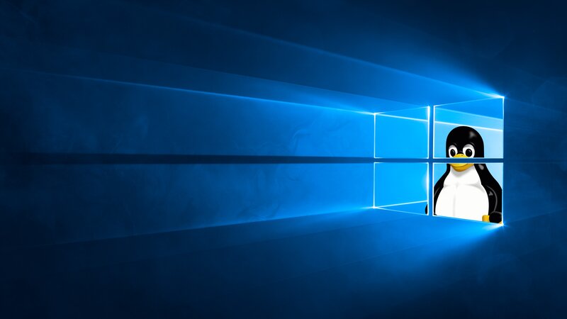 Penguin in Window