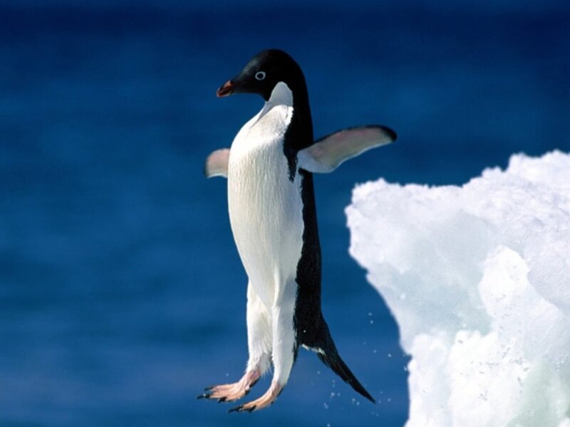 Penguin jumping from ice