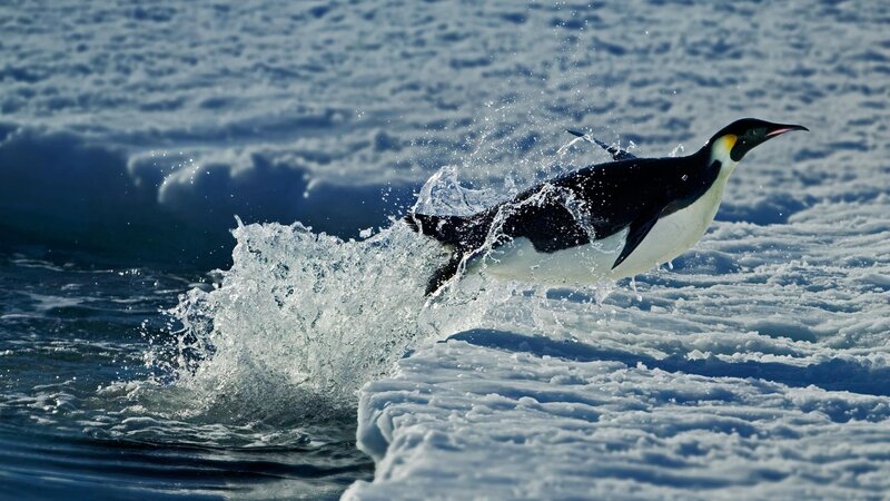 Penguin Jumping from Water