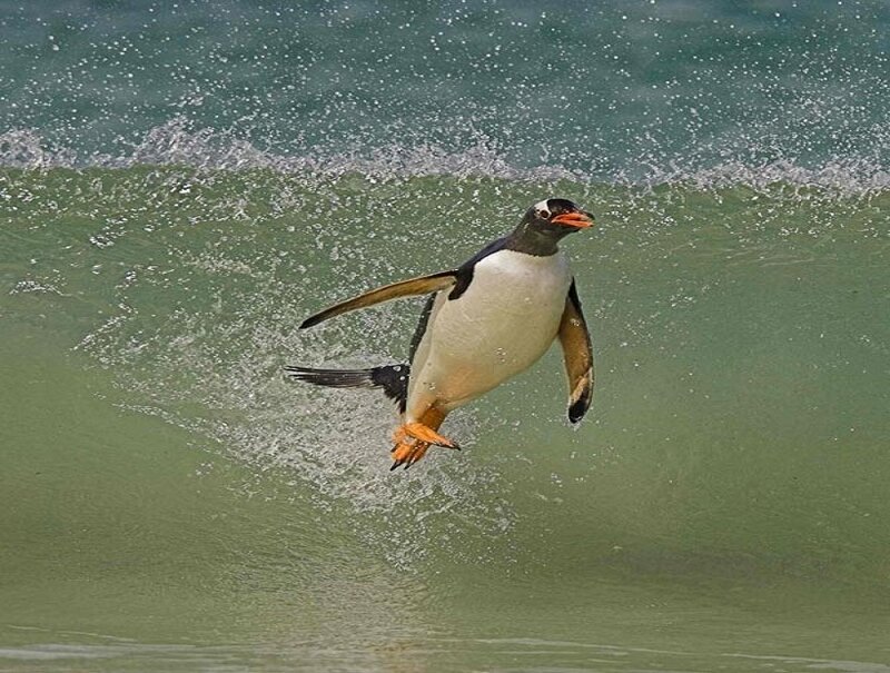 Penguin Jumping in Water