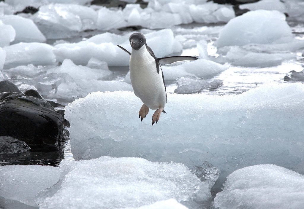 Penguin jumping on ice