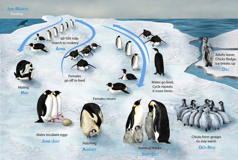 Penguin life cycle