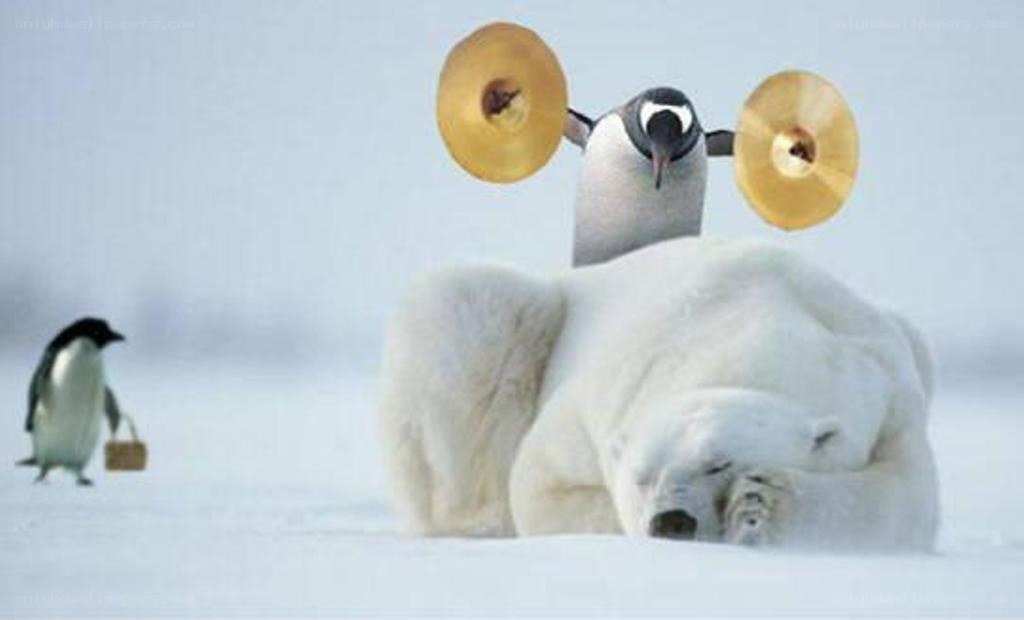 Penguin lifting weights on polar bear