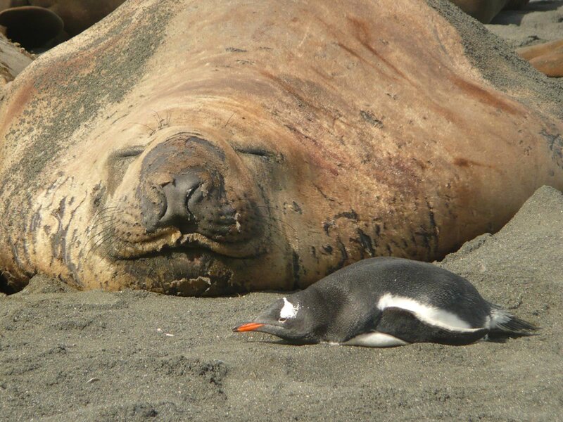 Penguin Near Seal