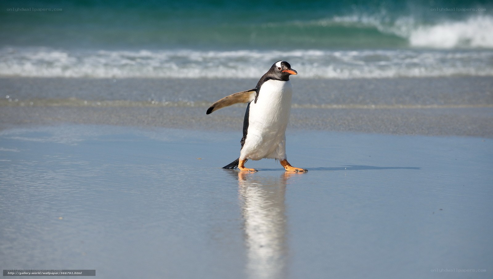 Penguin on a beach