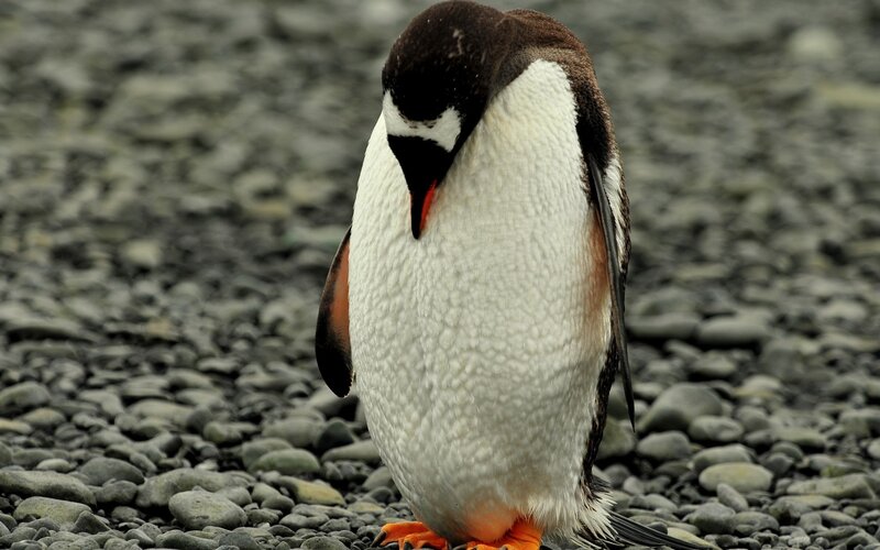 penguin on a pebble beach