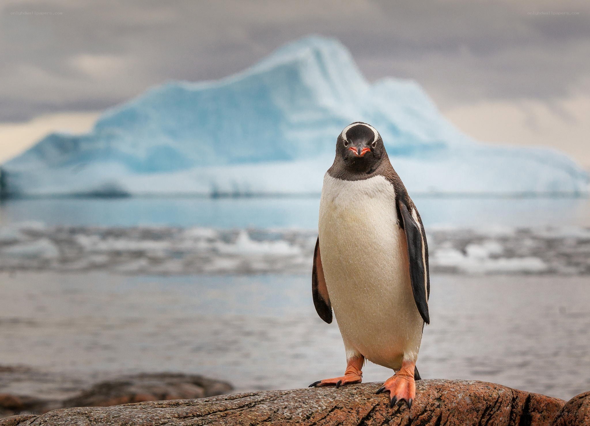 Penguin on a rock in Antarctica