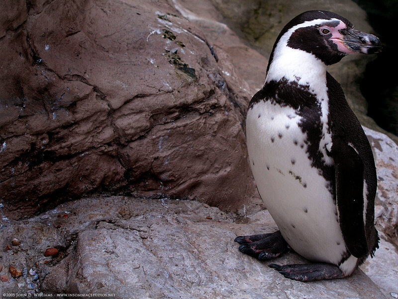 Penguin on a rock