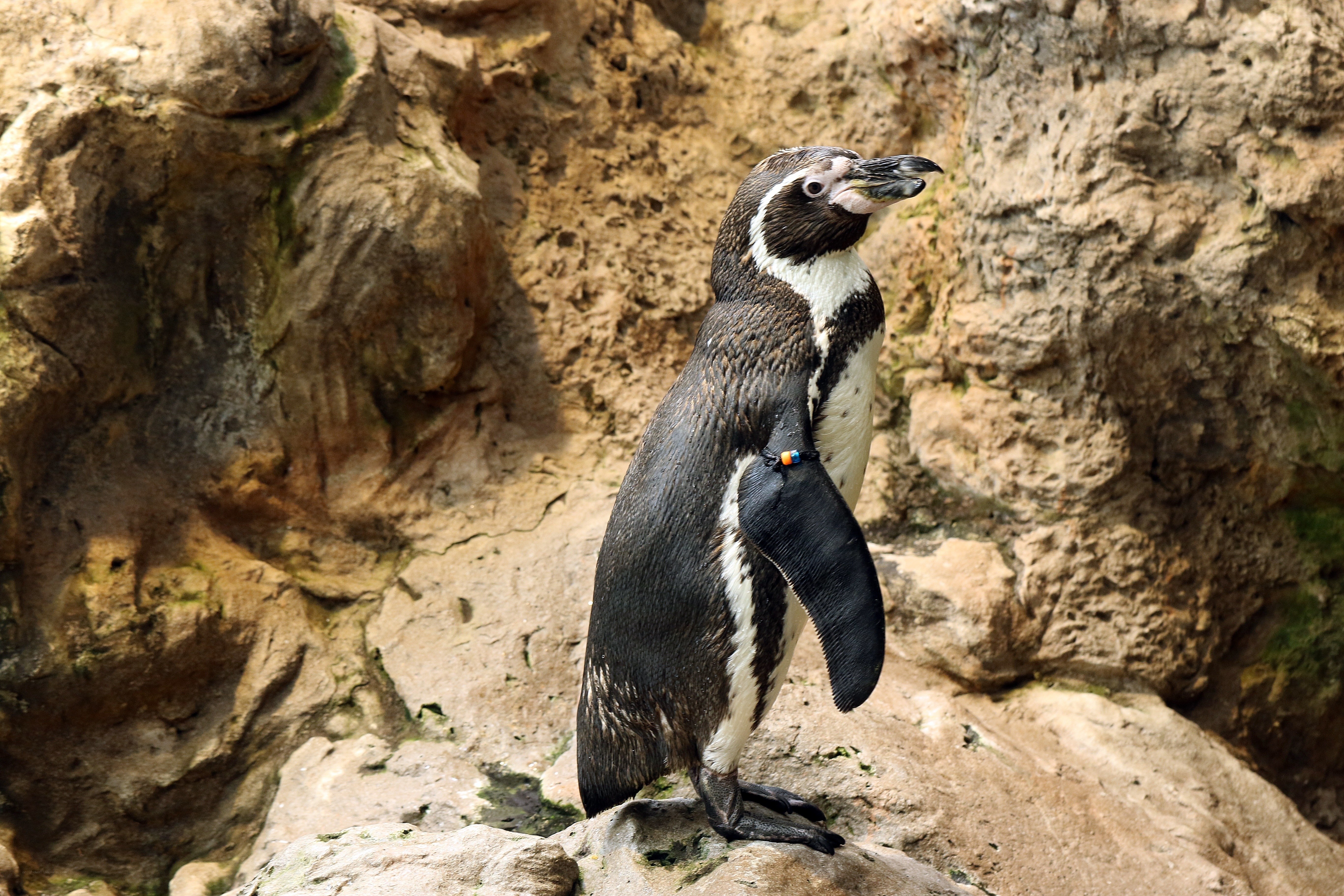 Penguin on a rocky cliff