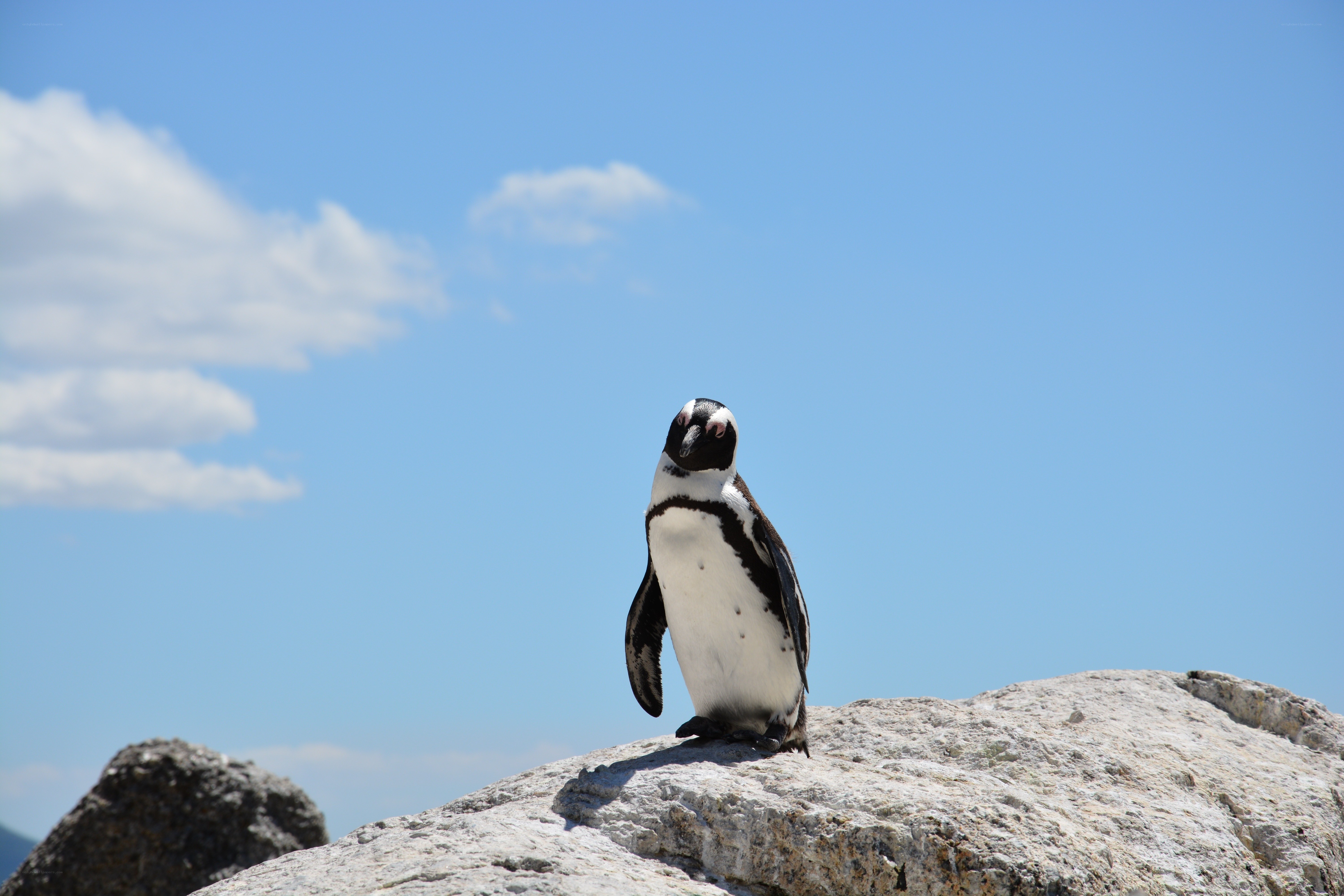 Penguin on a rocky outcrop