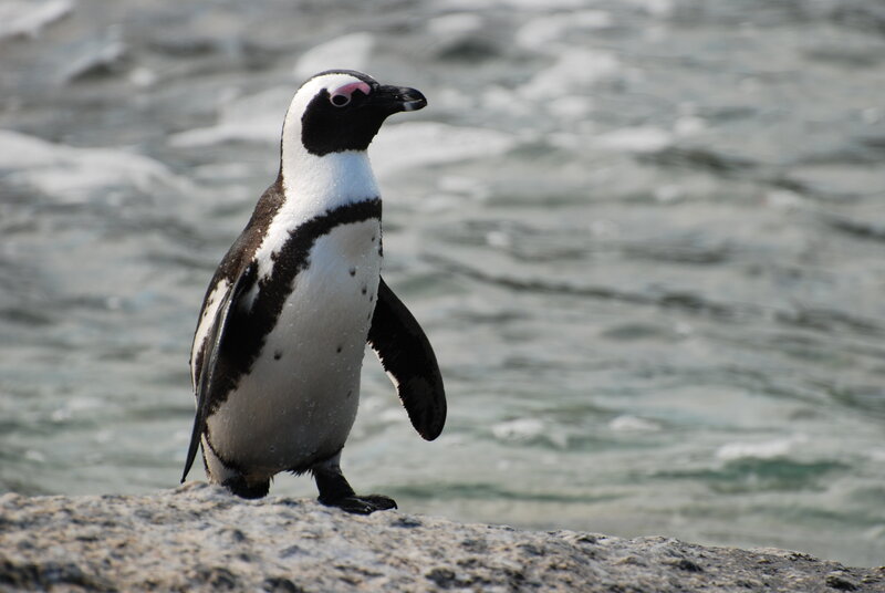 penguin on a rocky shore