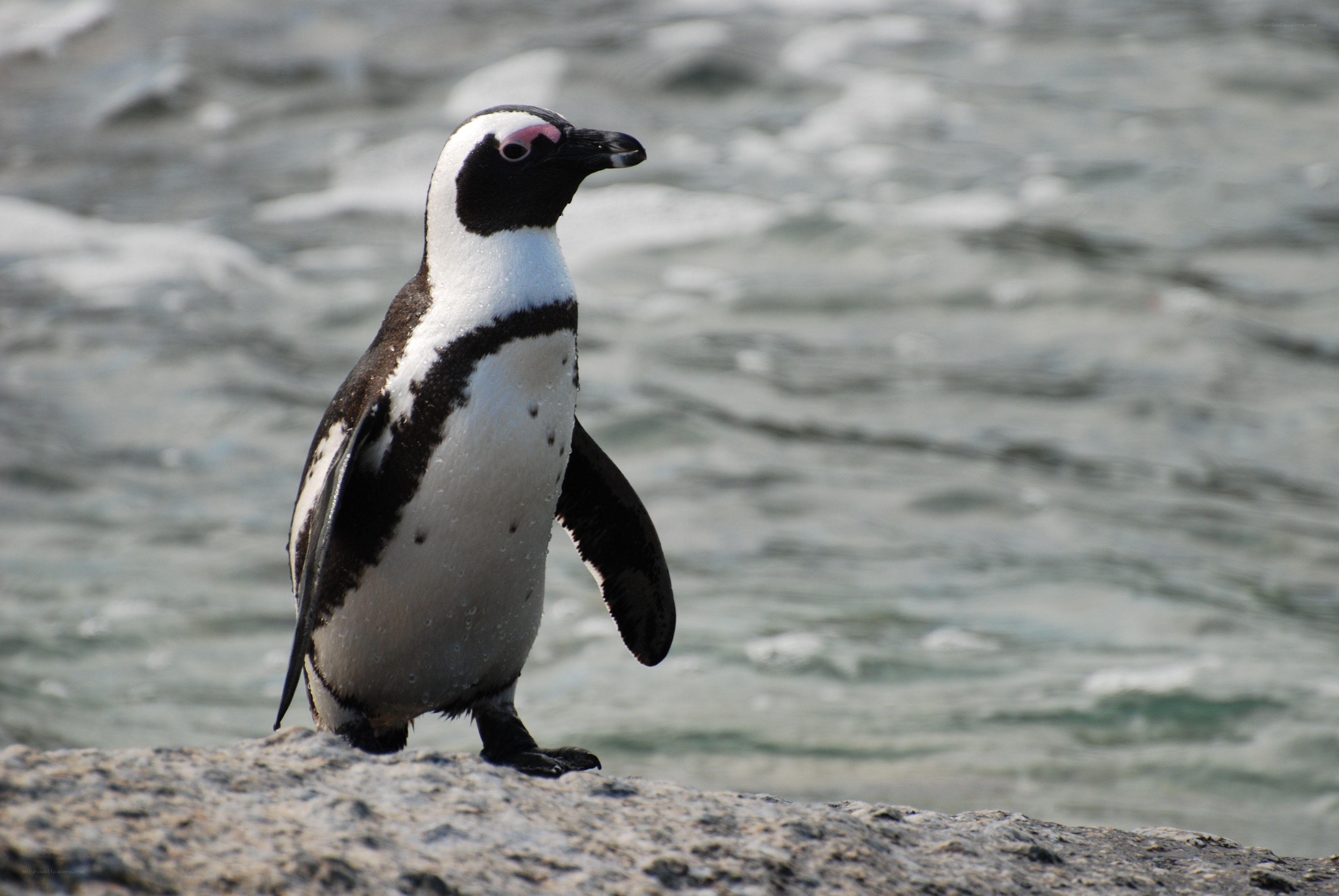 penguin on a rocky shore