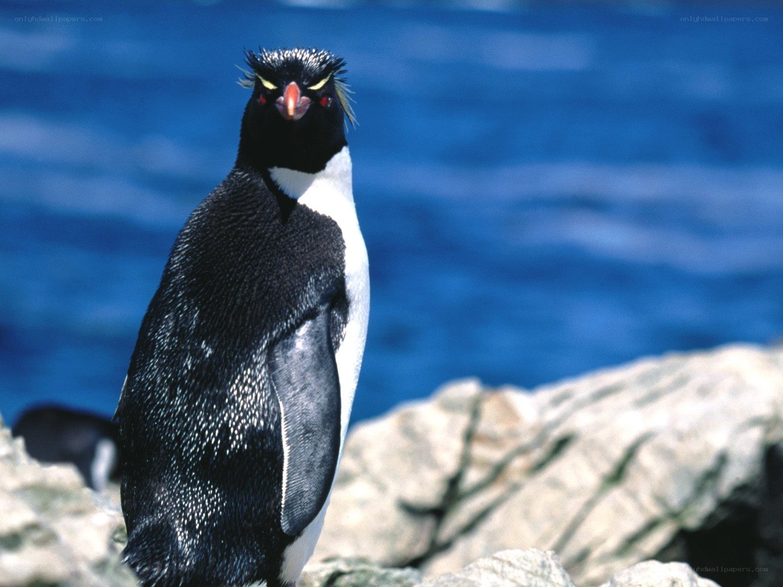 Penguin on a rocky shore