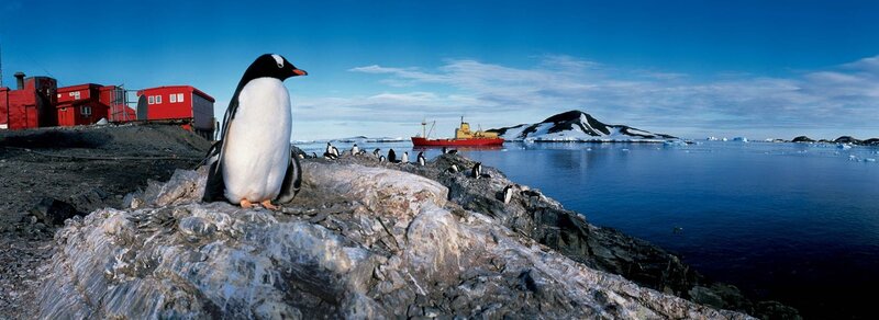 Penguin on a rocky shore