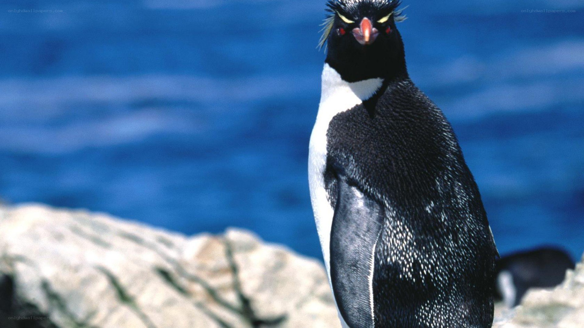 penguin on a rocky shore