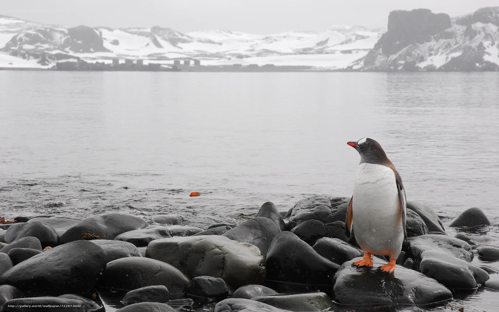 Penguin on a rocky shore