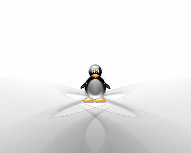 Penguin on a white background