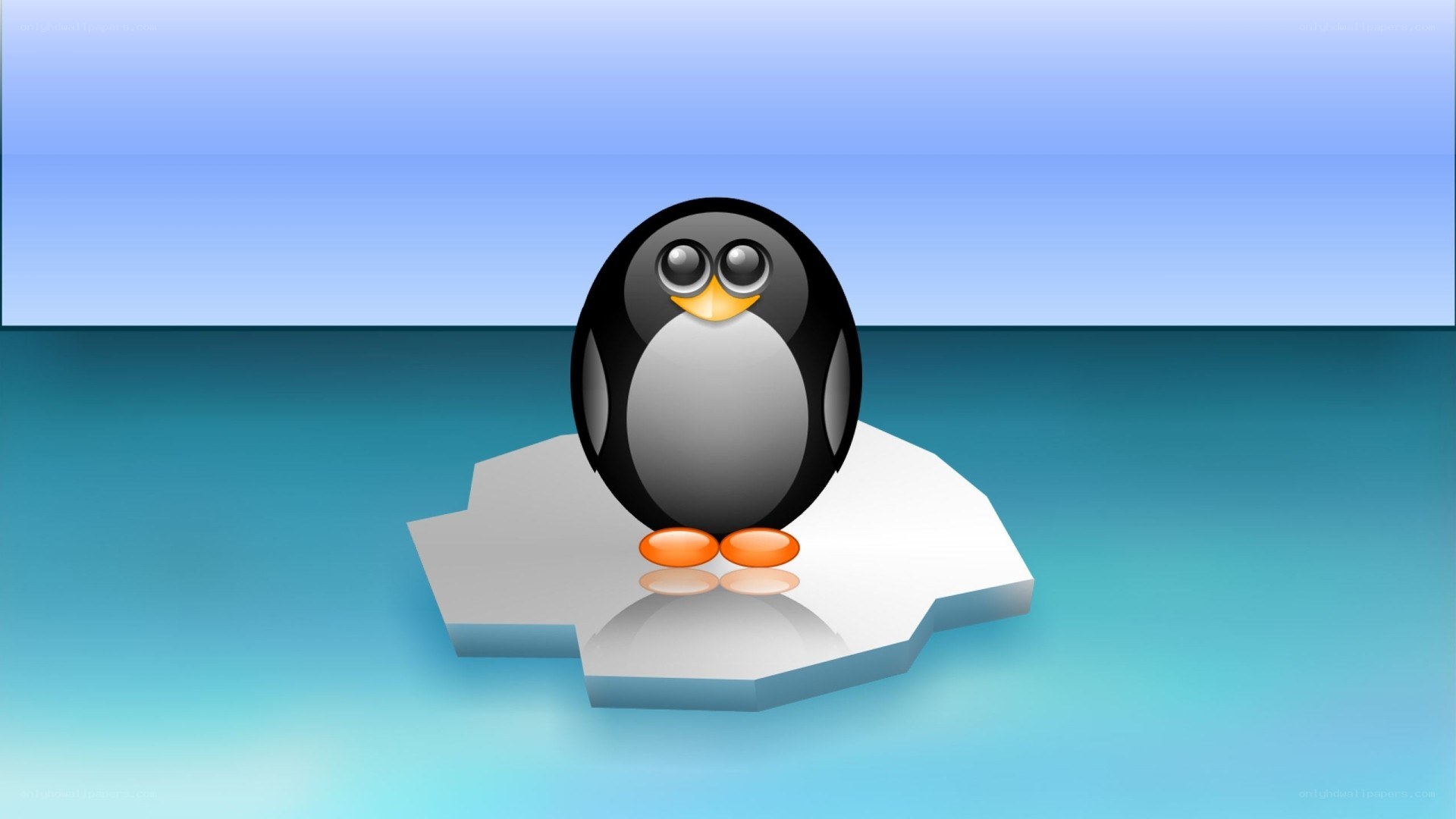 penguin on an ice floe