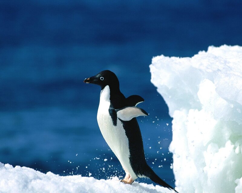 Penguin on an ice floe