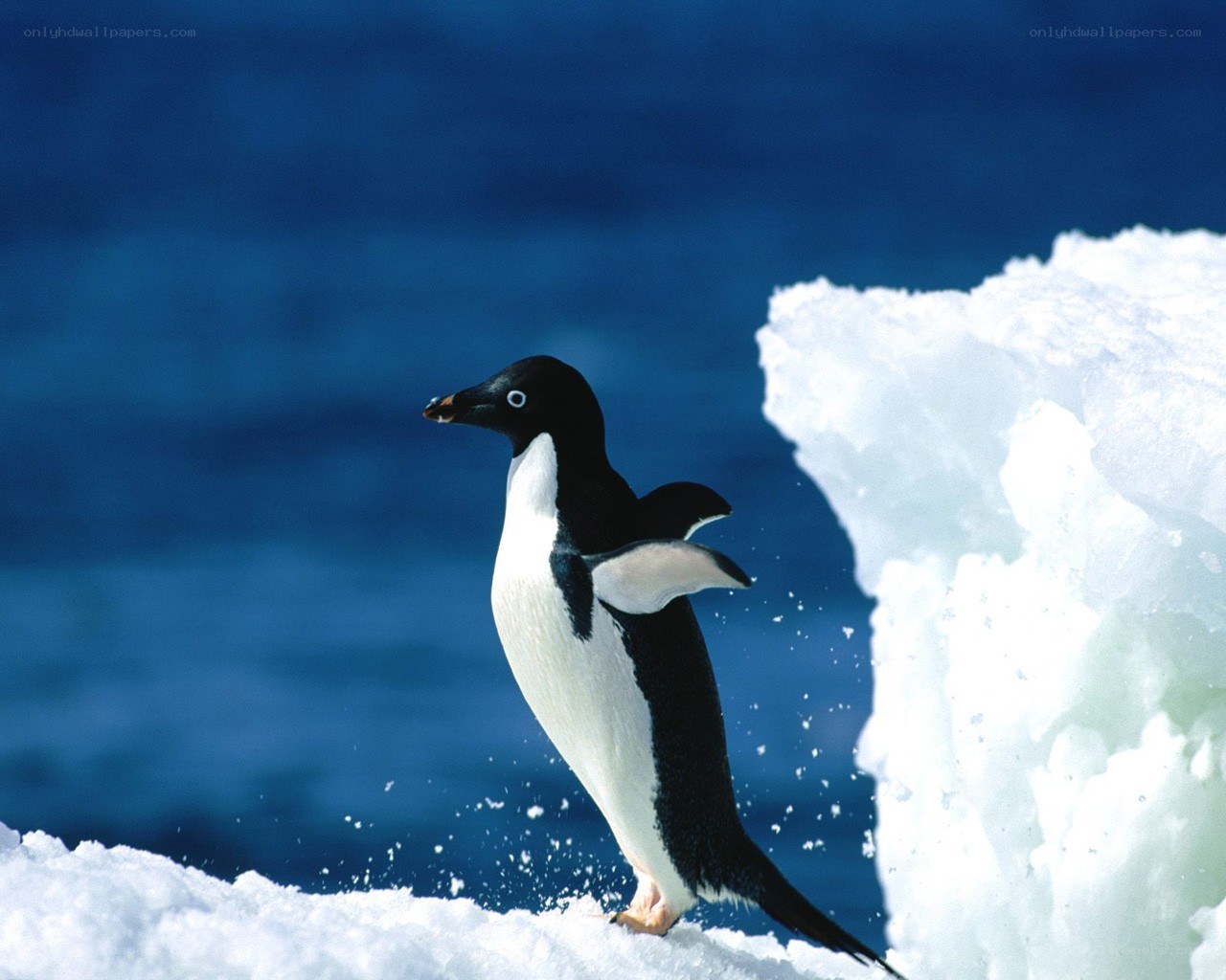 Penguin on an ice floe