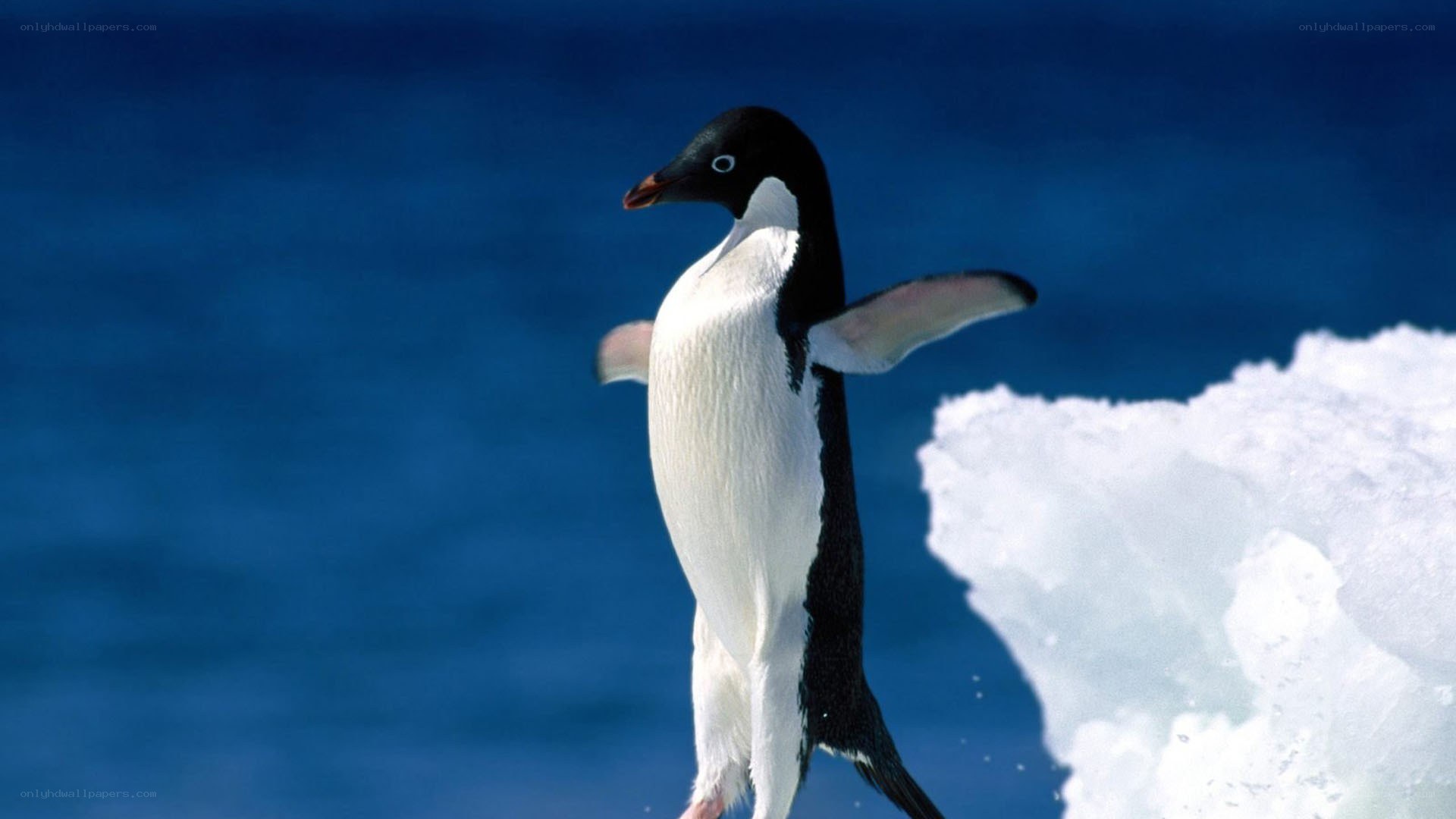 Penguin on an ice floe